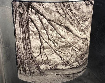 PHOTO LAMPSHADE, REDWOOD Tree, Creative Photography Lampshade - An Unforgettable Addition To Your Home Decor