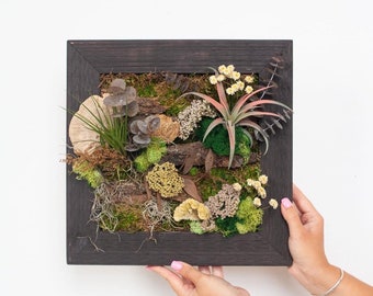 Moss Frame with Air Plants DIY Kit (13 inch frame)