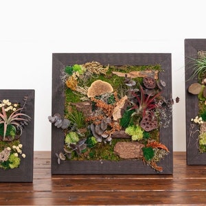 Moss Frame with Air Plants 12x20 inch frame image 2