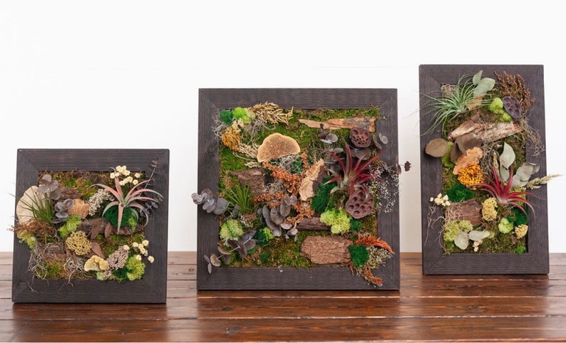 Moss Frame with Air Plants 12x20 inch frame image 2