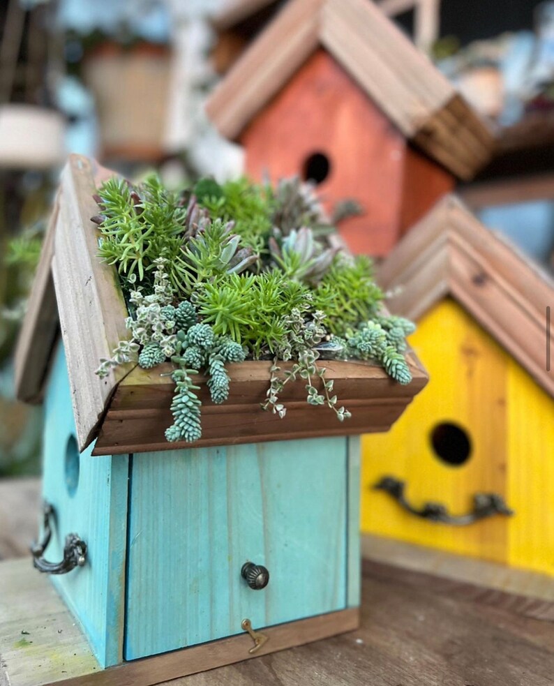 Succulent Birdhouse DIY Kit Etsy