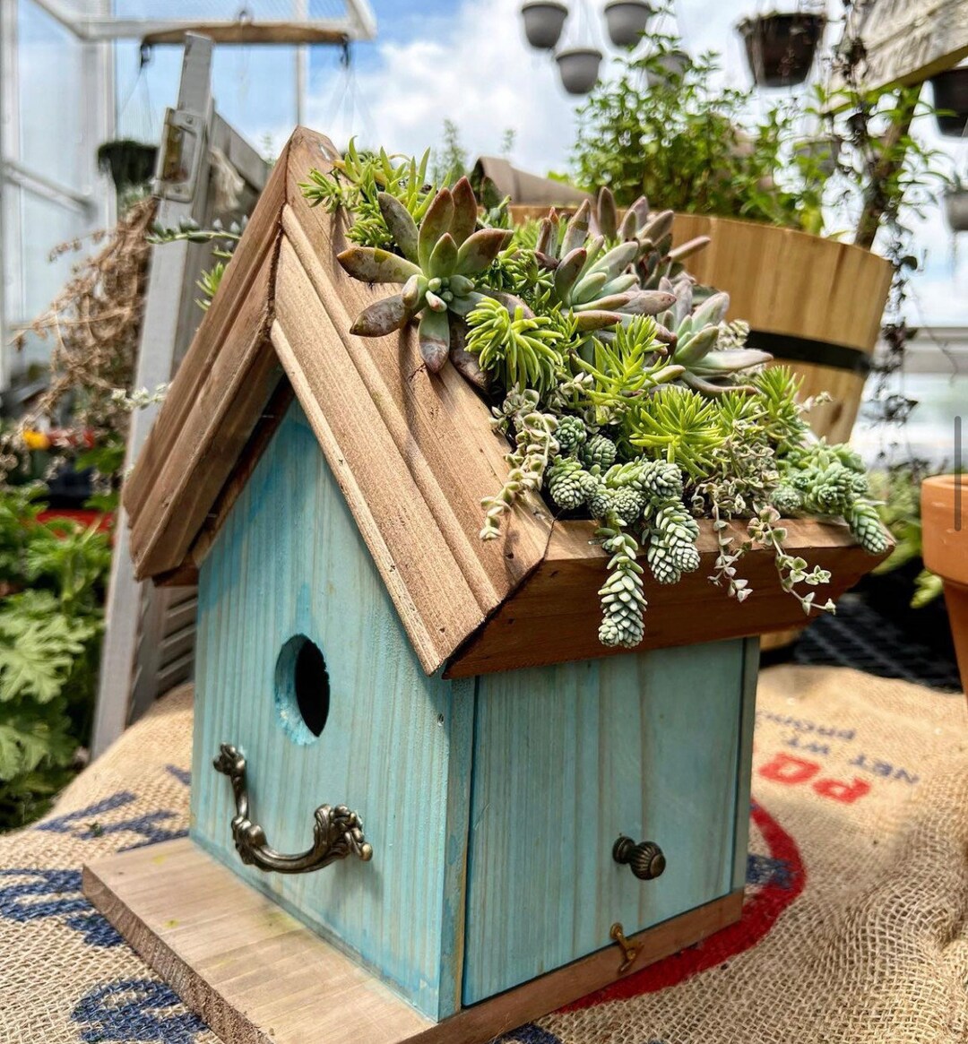 Succulent Birdhouse DIY Kit Etsy
