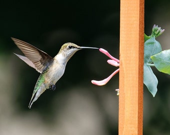 Bird Photography Hummingbird Photo Print, Bird Lover Gift Fine Art Photography Prints, Nature Photography Humming bird