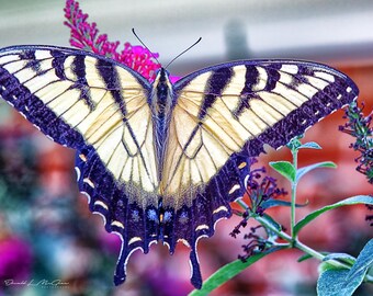 Butterfly Photography Print | Botanical Photo | Macro Flower Print | Macro Photography | Modern Photo Print | Wildlife Photography