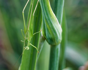 Insect Photography Print | Botanical Photo | Macro Flower Print | Macro Photography | Modern Photo Print | Wildlife Photography