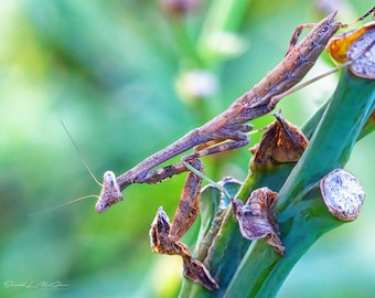 Praying Mantis Photography Print | Botanical Photo | Macro Flower Print | Macro Photography | Modern Photo Print | Wildlife Photography