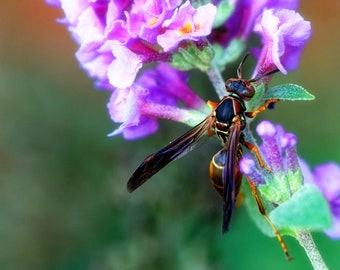 Bee Photography Print | Botanical Photo | Macro Flower Print | Macro Photography | Modern Photo Print | Wildlife Photography