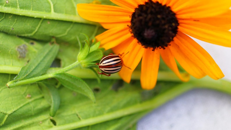 Insect Photography Print | Botanical Photo | Macro Flower Print | Macro ...