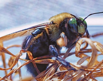 Bee Photography Print | Botanical Photo | Macro Flower Print | Macro Photography | Modern Photo Print | Wildlife Photography