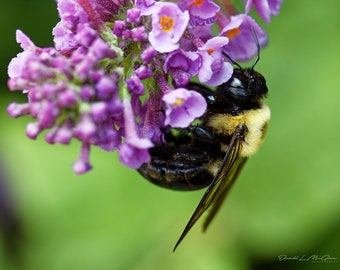 Bee Photography Print | Botanical Photo | Macro Flower Print | Macro Photography | Modern Photo Print | Wildlife Photography