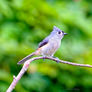 Bird Photography Photo Print, Bird Lover Gift Fine Art Photography Prints, Nature Photography Song Bird