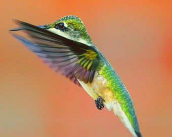 Bird Photography Hummingbird Photo Print, Bird Lover Gift Fine Art Photography Prints, Nature Photography Humming bird