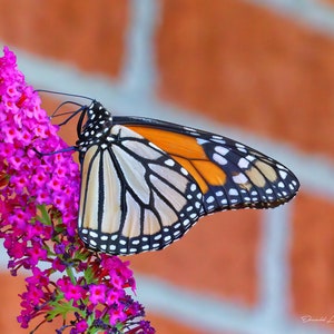 Butterfly Photography Print Botanical Photo Macro Flower Print Macro Photography Modern Photo Print Wildlife Photography image 1