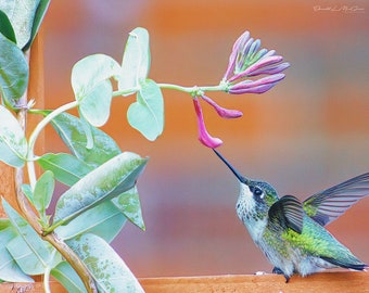 Bird Photography Hummingbird Photo Print, Bird Lover Gift Fine Art Photography Prints, Nature Photography Humming bird