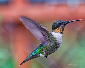 Bird Photography Hummingbird Photo Print, Bird Lover Gift Fine Art Photography Prints, Nature Photography Humming bird