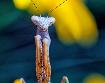 Praying Mantis Photography Print | Botanical Photo | Macro Flower Print | Macro Photography | Modern Photo Print | Wildlife Photography