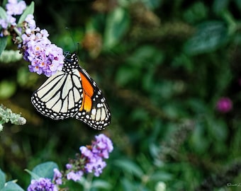 Butterfly Photography Print | Botanical Photo | Macro Flower Print | Macro Photography | Modern Photo Print | Wildlife Photography