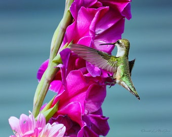 Bird Photography Hummingbird Photo Print, Bird Lover Gift Fine Art Photography Prints, Nature Photography Humming bird