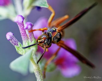 Bee Photography Print | Botanical Photo | Macro Flower Print | Macro Photography | Modern Photo Print | Wildlife Photography