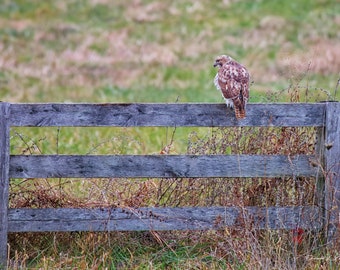 Majestic Red Tailed Hawk Photography Print | Wildlife Photography | Nature Photography | Bird Lover Gift