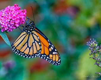 Butterfly Photography Print | Botanical Photo | Macro Flower Print | Macro Photography | Modern Photo Print | Wildlife Photography