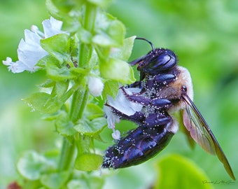 Bee Photography Print | Botanical Photo | Macro Flower Print | Macro Photography | Modern Photo Print | Wildlife Photography