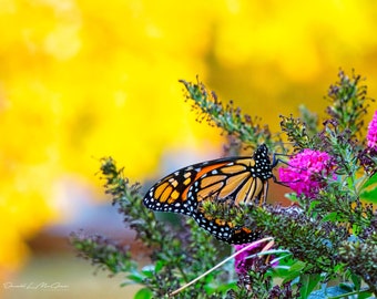 Butterfly Photography Print | Botanical Photo | Macro Flower Print | Macro Photography | Modern Photo Print | Wildlife Photography