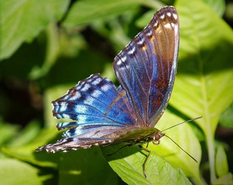 Butterfly Photography Print | Botanical Photo | Macro Flower Print | Macro Photography | Modern Photo Print | Wildlife Photography