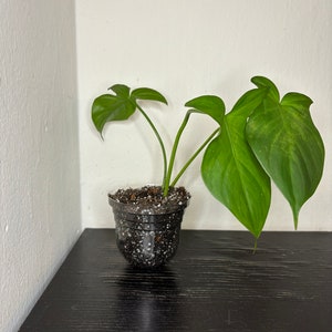 Philodendron Camposportoanum