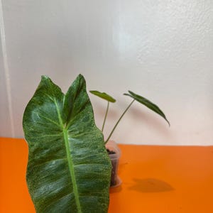 Philodendron Paraiso Verde