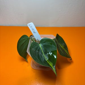 Philodendron Brasil
