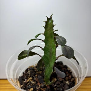 African Milk Tree Cactus (Euphorbia Trigona Rubra)