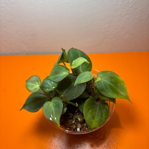 Philodendron Camposportoanum