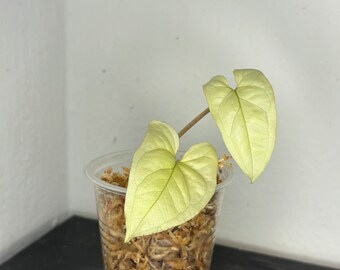 Variegated albo syngonium