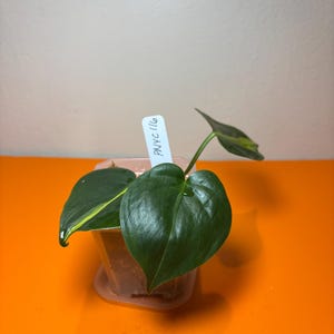 Philodendron Brasil
