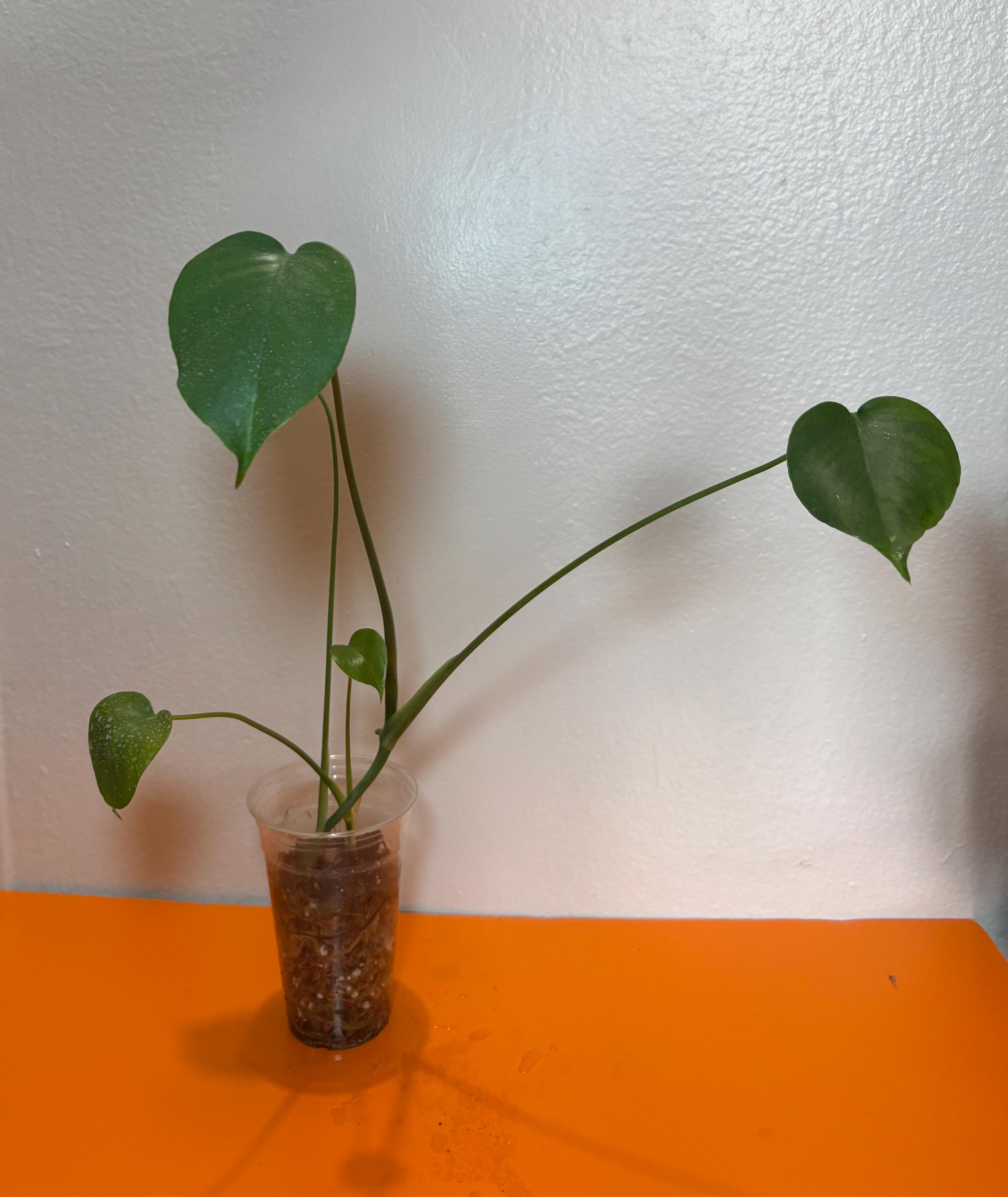 Monstera Deliciosa 'Compacta' 5号 Compacta | Monstera Deliciosa 