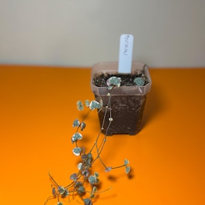 Variegated string of hearts