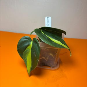 Philodendron Brasil