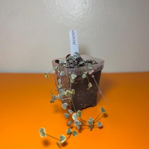 Variegated string of hearts
