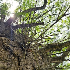 Könnte beinhalten: Nahaufnahme eines Baumstamms mit scharfen Dornen. Die Rinde ist rau und braun, mit Büscheln langer, dunkler Dornen. Grüne Blätter und Äste füllen den Hintergrund, mit Sonnenlicht, das durchscheint.