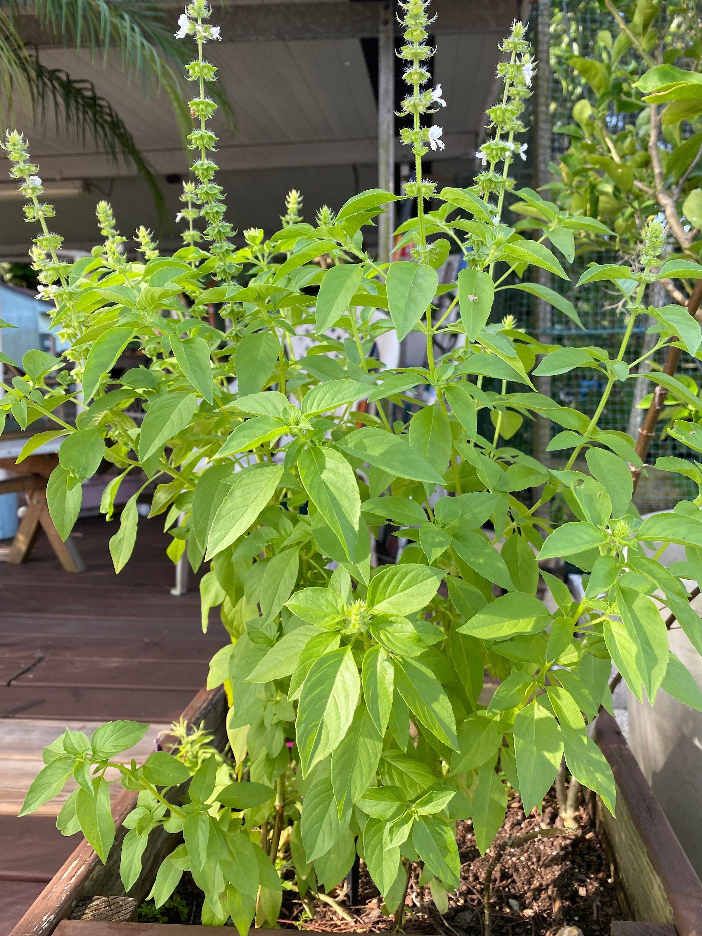 copy plant Pothos Print