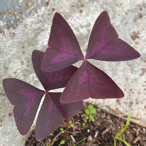 Purple Shamrocks-JillysFarmandGarden