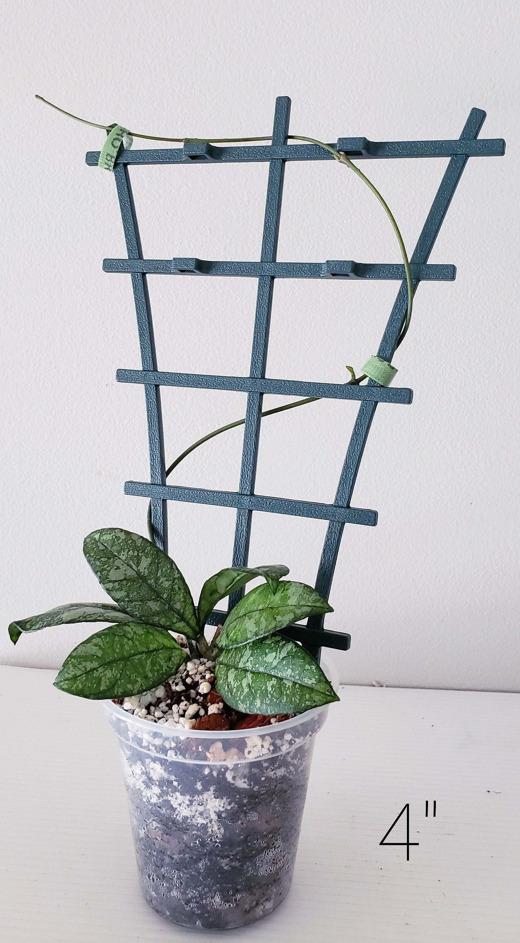 Clear Plastic Plant Pots Five Pack for houseplants Aroids Etsy