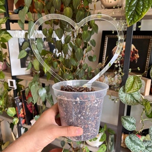 May include: A clear plastic plant pot containing soil, with a clear acrylic heart-shaped trellis for climbing plants. The pot is held in a hand, with other plants visible in the background. The trellis is designed to support climbing plants.