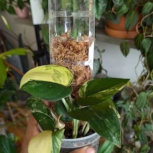 Peut inclure: Une plante d'intérieur panachée avec des feuilles vertes et jaunes dans un petit pot en plastique. La plante est entourée de mousse de sphaigne brune.