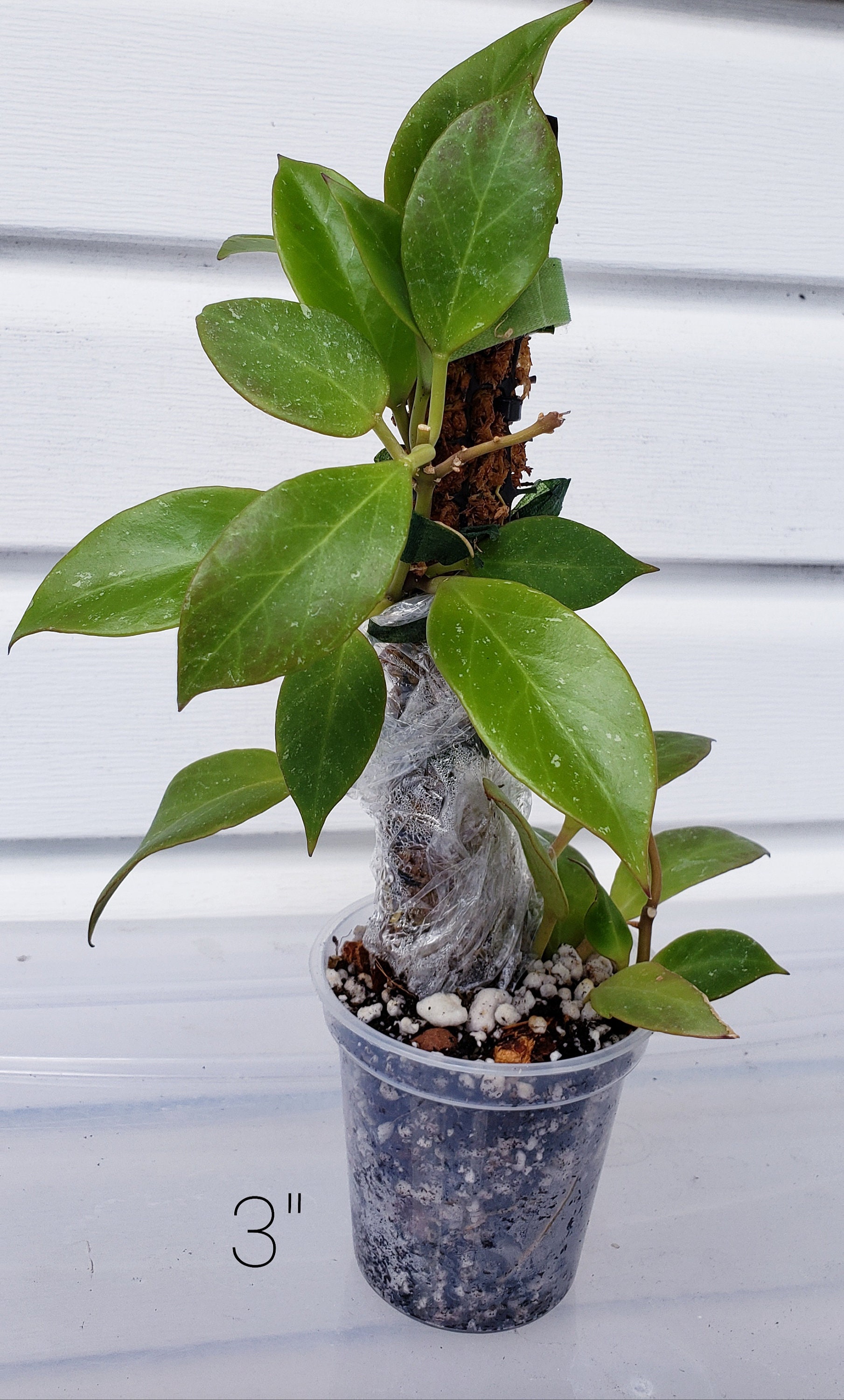 Clear Plastic Plant Pots Five Pack for houseplants Aroids Etsy