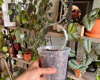 Double Hoop Super Clear Trellis , Hoya Trellis, Indoor Plant Trellis, Houseplant Trellis, Plant Gift, Plant Support and Growth