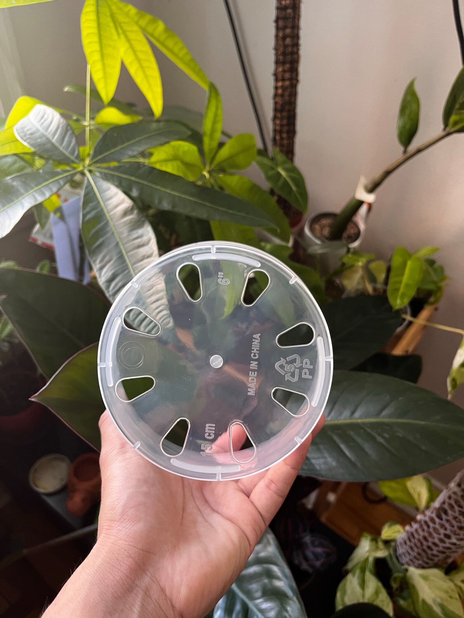 Clear Plastic Plant Pots Five Pack for houseplants Aroids Etsy