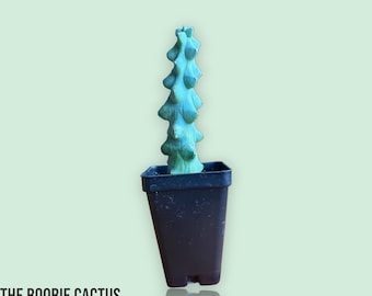 Le cactus fou, Myrtillocactus Geometrizans Fukurokuryuzinboku, cactus rares, succulentes