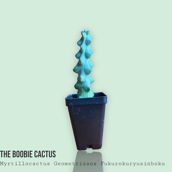 The Boobie Cactus,  Myrtillocactus Geometrizans Fukurokuryuzinboku, Rare Cacti, Succulent